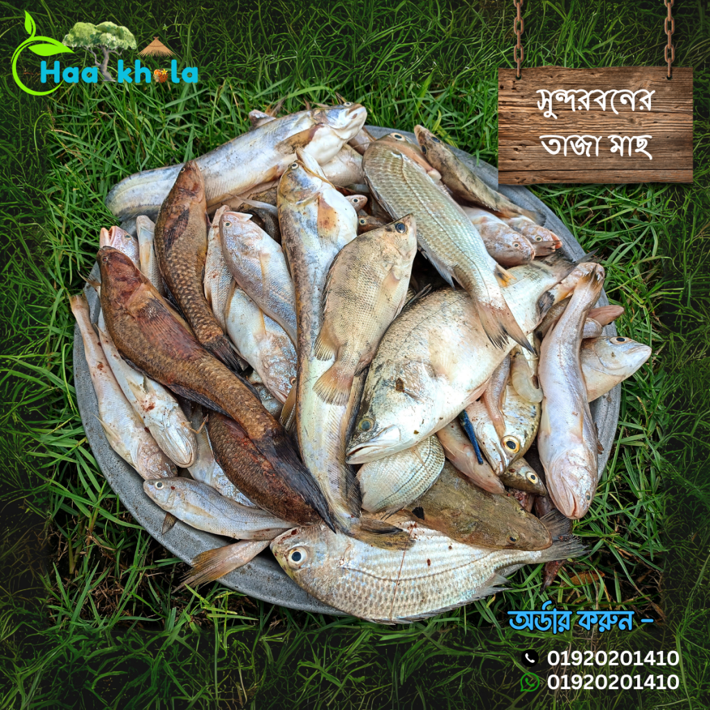 সুন্দরবনের তাজা মাছ